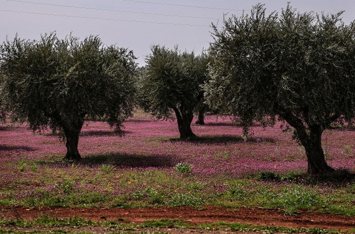 Dat nuoc Syria im tieng sung sau 5 nam noi chien-Hinh-14